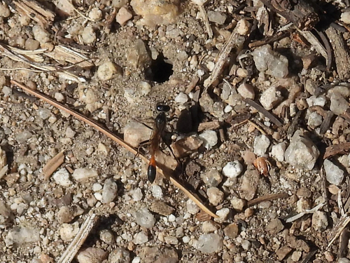 iNaturalist observation photo of Thread-waisted Sand Wasps