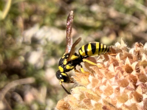 iNaturalist observation photo of Potter and Mason Wasps