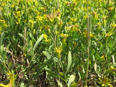 Columbiadoria hallii