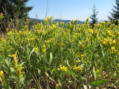 Columbiadoria hallii
