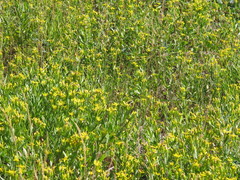 Columbiadoria hallii