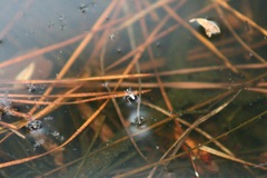 Gerromorpha
