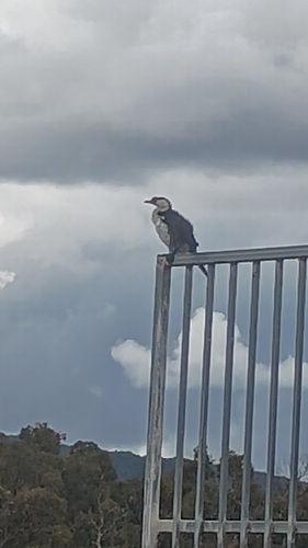 Little Pied Cormorant
