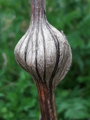 Lasioptera artemisiae