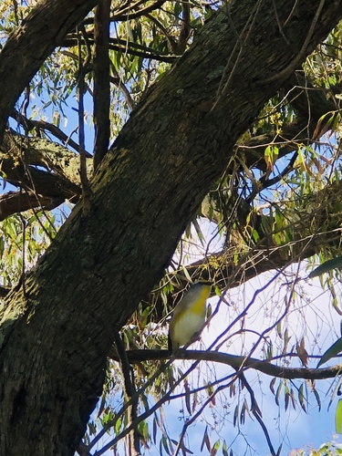 Striated Pardalote