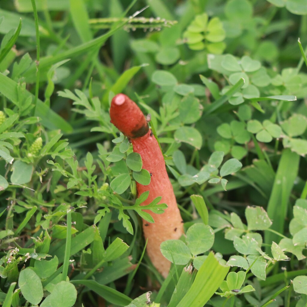 Wrinkly Stinkhorn · August 2026 · photo: Photo: (c) Mark Apgar, some rights reserved (CC BY) · iNaturalist