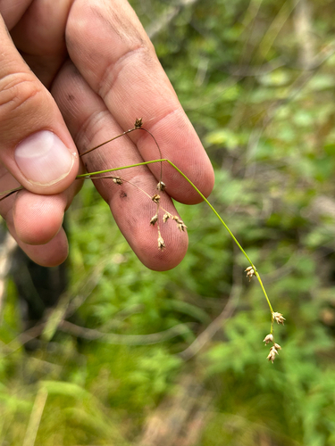 Carex brunnescens observed 2026-08-22