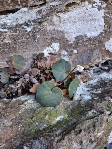 Begonia pernambucensis