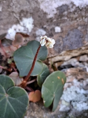 Begonia pernambucensis, photograph Fabricio Carvalho da Silva, CC BY, iNaturalist via GBIF