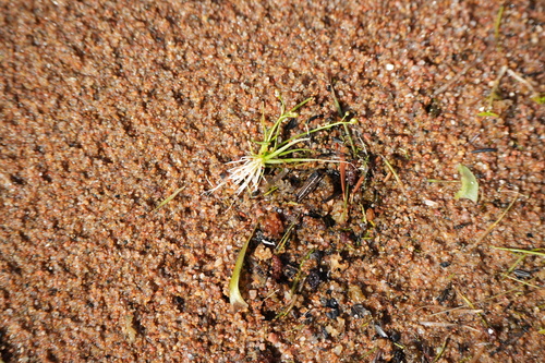 Subularia aquatica, 2026-08-09