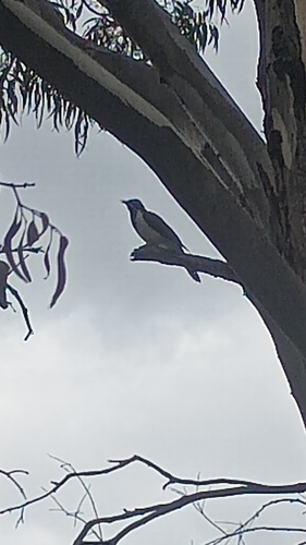 Blue-faced Honeyeater