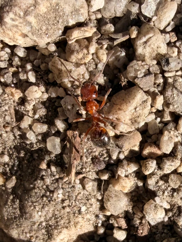 iNaturalist observation photo of Wood, Mound, and Field Ants