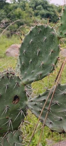 Opuntia elatior, photograph 2