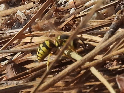 iNaturalist observation photo of Western Yellowjacket