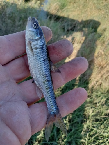 Common Shiner