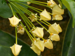 Hoya multiflora