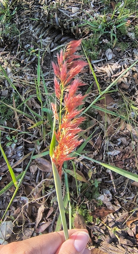 natal grass