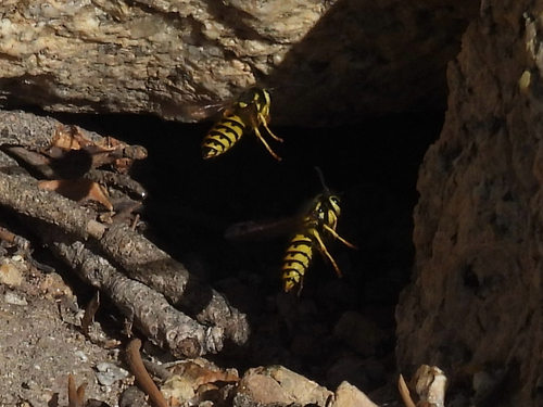 iNaturalist observation photo of Western Yellowjacket