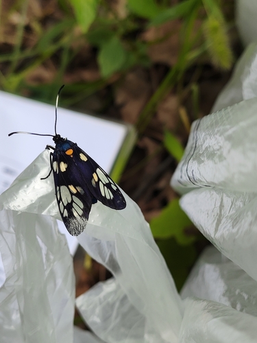 Trypanophora semihyalina
