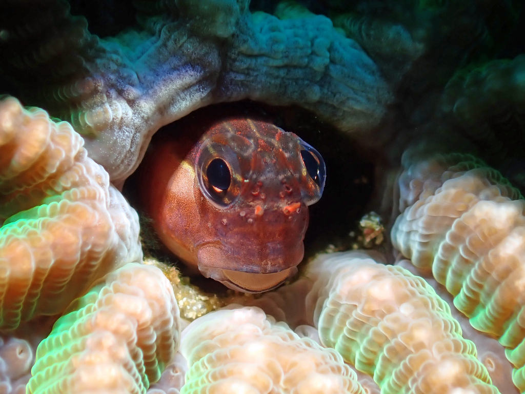 Twocoat Coralblenny