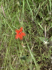Silene laciniata laciniata