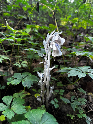 Ghost Pipe