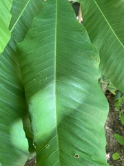 Magnolia macrophylla