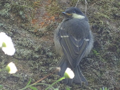 Periparus ater