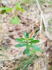 Dyschoriste oblongifolia