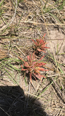 Castilleja moranensis