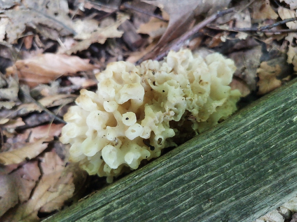 white coral jelly fungus · August 2026 · photo: Photo: (c) Cheryl Stinchcomb, some rights reserved (CC BY) · iNaturalist