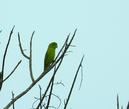 Cobalt-rumped Parrotlet