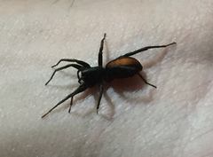 Castianeira descripta