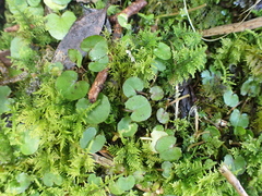 Centella uniflora, photograph (c) Michael Berardozzi, some rights reserved (CC BY)