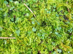 Centella uniflora, photograph (c) Michael Berardozzi, some rights reserved (CC BY)