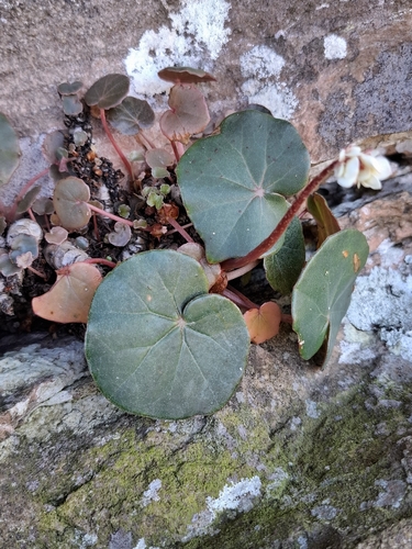 Begonia pernambucensis, photograph 2