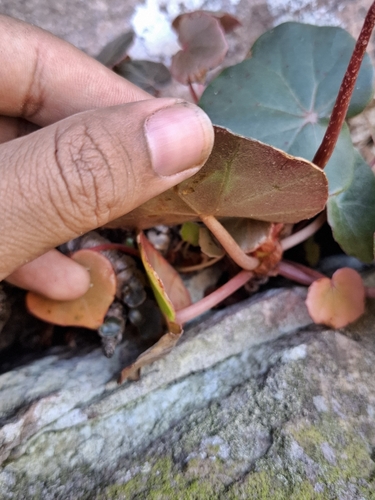 Begonia pernambucensis, photograph 3