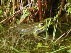 Pelophylax perezi