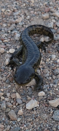 Western Tiger Salamander