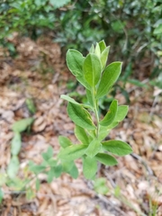 Sericocarpus tortifolius