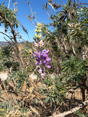 Lupinus longifolius