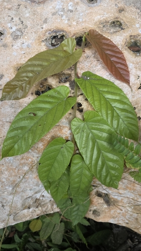 Ficus sagittata observed 2026-08-22