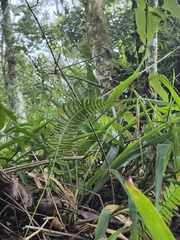 Blechnum occidentale, photograph (c) Felipe Bryant, some rights reserved (CC BY)