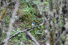 Tarsiger rufilatus