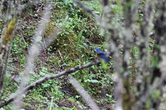Tarsiger rufilatus