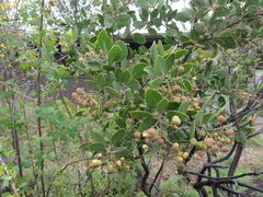 Arctostaphylos densiflora