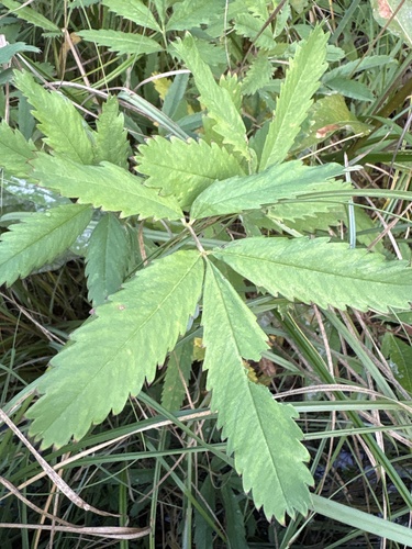 marsh cinquefoil