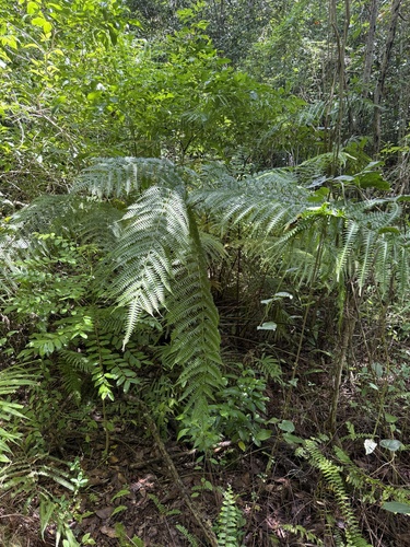 Pteris tripartita observed 2026-08-22