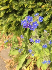 Pentaglottis sempervirens
