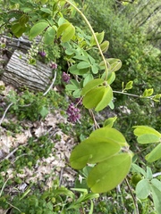 Akebia